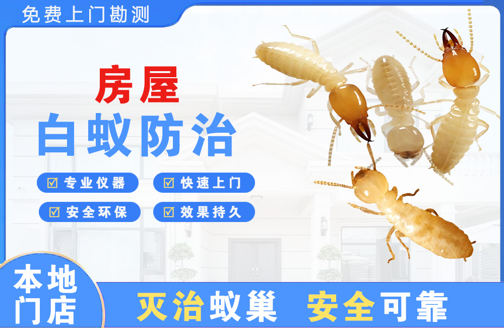 钦州房屋白蚁防治