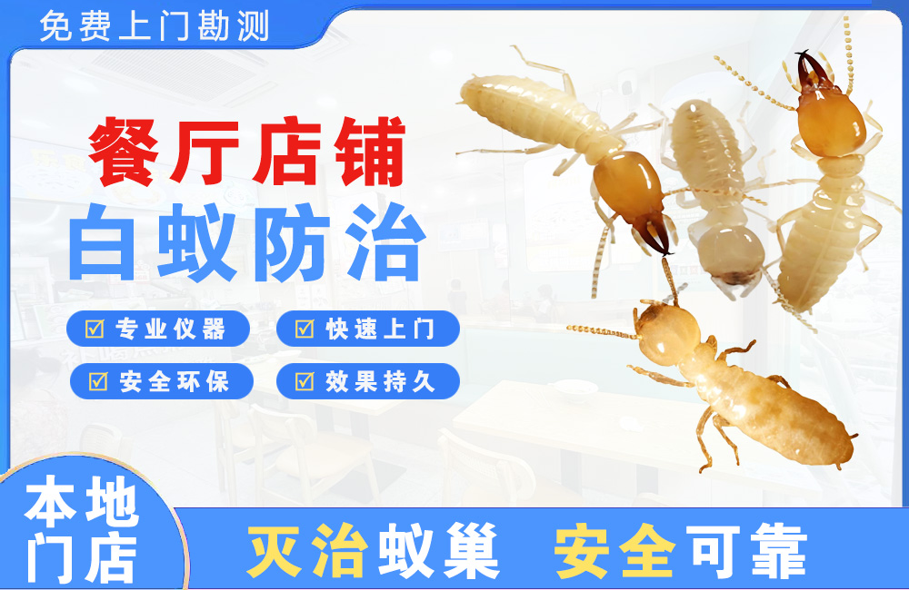 钦州餐厅店铺白蚁防治